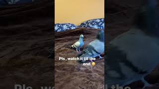 watch it till the end 🔚😍😍#animallover #birdlove #kabutar