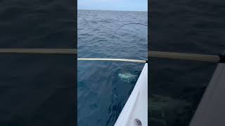 Fishing bloopers #tuna #tunafishing #fishing #fish #offshorefishing #fisherman #bait #offshore #fjb