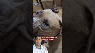 Chiropractic treatment for American pitbull #animalchiropractic #chiropractor #doglover #dog #pets