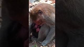 Ep498. Adorable Monkey Has the Cutest Reaction to Meeting a New Friend