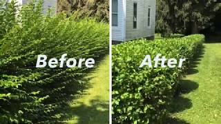 Hedge Trimming Timelapse