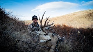 Southern Alberta Mule Deer - Cold Southern Winds