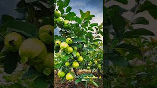 Guava tree grafting technique - grafting fruit trees #grafting #shorts