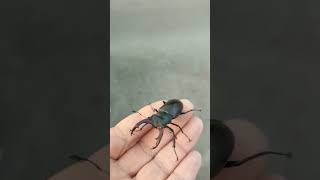 Rescuing a Stag beetle.