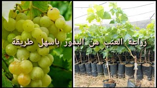 احصل علي مئات من شتلات العنب مجانا 🫒🫒🍒🍒