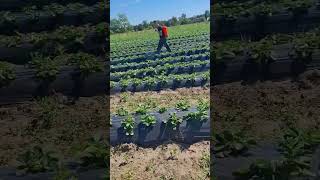 Два рабочих процесса в одно и то же  время #клубника #strawberry #garden #жизньвселе