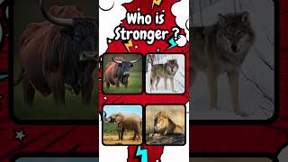 Who is Stronger? || AnimalQuiz