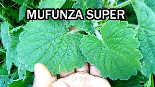 Mufunza Super Eddagala Elifunza Lirino Enkozesa ye Ekibwankulata Mukufunza Abakyala