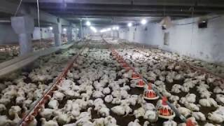 In Poultry Farm House | Pakistan Poultry | PPS |