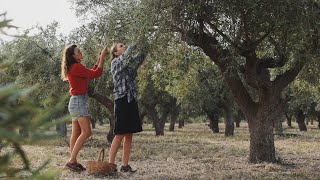 Recolectando los frutos del otoño- ¿Cuando se cosecha la aceituna? y tres maneras de prepararlas