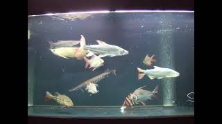 Monster Fish Feeding - Many Species