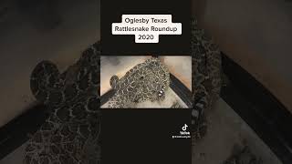 #shorts #crotalus Oglesby Texas Rattlesnake Roundup