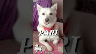 Pari Giving Hulu in Gurubar Lakhmi Puja 🐩