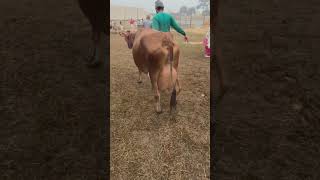 #breeding #jersey #animals #cow #viral #trending #ytshorts #trending