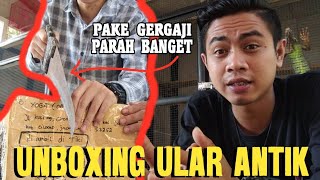 Unboxing Paling Bar-Bar | Colubridworld