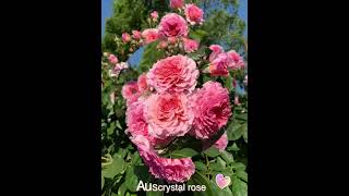 Auscrystal rose