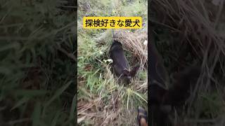 愛犬の好奇心にビックリ