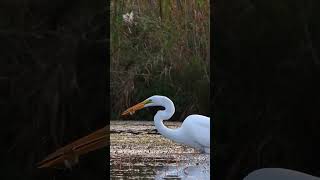 Elegance at its finest! Great White Egret