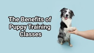 The Benefits of Puppy Training Classes