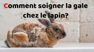 Comment soigner la gale chez le lapin ?