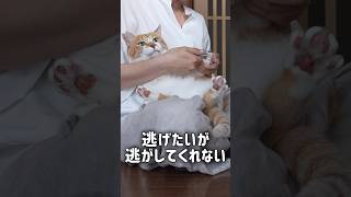 無理矢理ツメ切りされる猫 #元野良猫チャチャ #ネコ #ねこ #猫武将 #チャチャ