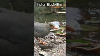 A Indian Black-Bird foraging along the stream | #bird #birdwatching #indianbirds #indianwildlife