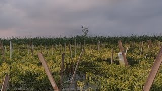 Suasana kebun cabai di pinggir pedesaan Banjarnegara