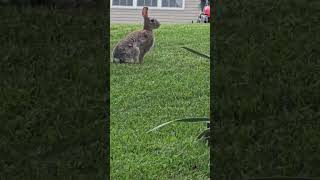 The are all here living life #garden #bunny #rabbit #pets #squrrel