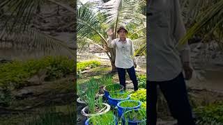 Thăm vườn Dừa Mã Lai ở huyện Gò Công Tây - Tiền Giang #võ_quang_sơn #coconut #shortvideo