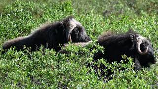 Monitoring Yukon Muskoxen Population by Jessica Norris (WCS Canada Weston Fellow 2022)