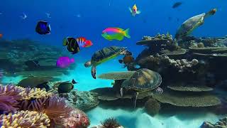 4 Hours of Study & Focus Music | Underwater Scenes with Tropical Fish |