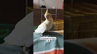 Adorable Cockatiels✨😋 😍 #shorts #cockatiel #birds #parrot #viralvideo #trending #funny#cute#animals