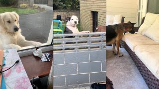 Dogs Doing Funny Things 😂 Best of September 2024