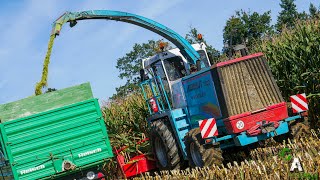 MENGELE MAMMUT 7800 | Letzter Einsatz 😢| Pure SOUND | Mais Silage | Fendt 612 LSA & Fendt 306 LS