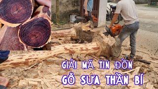 Giải Mã Các Tin Đồn Gỗ Sưa Và Giá Trị Thật Cuối Cùng Về Loại Gỗ Thần Bí Này Ra Sao Đi Tìm Lời Giải