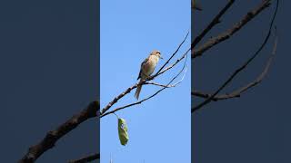 Brown Shrike #shrike #birds #birdsvideo #4k #urbanwildlife #morningvibes  #peacefulmoments #weather