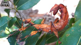 AwA Spiny Leaf Stick Insect (Extatosoma tiaratum) with Guest Appearance by Alex.