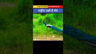 भारत के अलावा इन दो देशों का भी राष्ट्रीय पक्षी है मोर #peacock #amazing #trending #viral #shorts