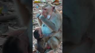 Ep541. Adorable Monkey Has the Cutest Reaction to Meeting a New Friend