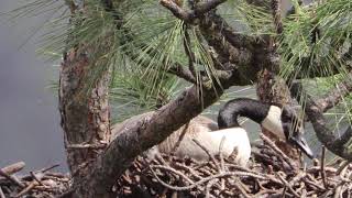 Canada Goose Nesting In A Tree