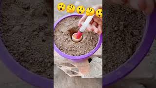 Growing egg plants #tahirgraju #funny #trending #trend #art #shortvideo #shortsviral #shorts #short