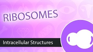 Intracellular Structures- Ribosomes