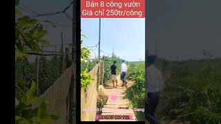 Bán 8 công vườn 250tr/c xã khánh Hoà châu phú an giang. LH 0907. 866.112 Ivan Tùng