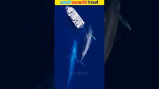 करोड़पति बना सकती है ये मछली | Why Whale Vomit Is So Expensive #shorts #whale