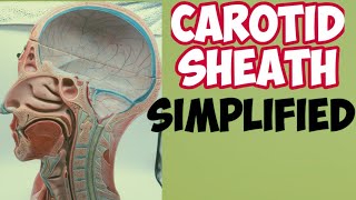 Carotid sheath anatomy - Simplified using mnemonics