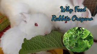 Why Feed Rabbits Oregano || All About Rabbits