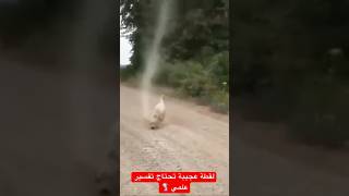 اعصار يختفي عند دخول الكلب 😳