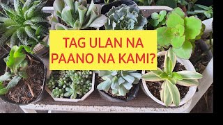 Succulents sa Tag-ulan: Buhay Pa Kaya Sila?