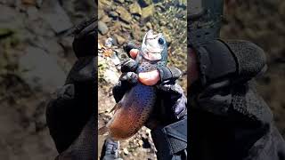 Perfect day!! Part 1!! #shorts #subscribe #fish #rainbowtrout #fishing