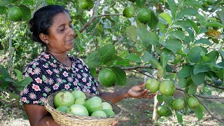 guava fruits. A guava curry flavored with homemade special spice paste .village kitchen recipe